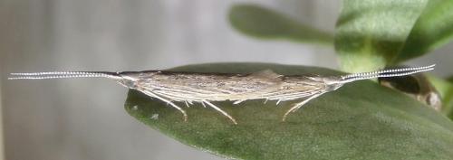 Réf. 237 846 : Coleophora texanella